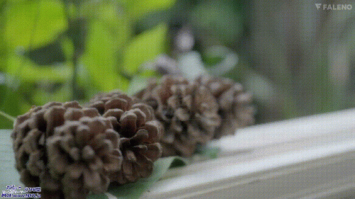 24010702060103d50.gif